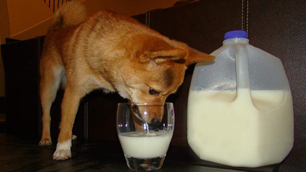 Can Dogs Drink Milk?