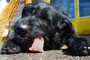 Can Dogs Eat Beef