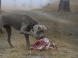 Can Dogs Eat Lamb?