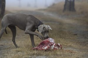 Can Dogs Eat Lamb?