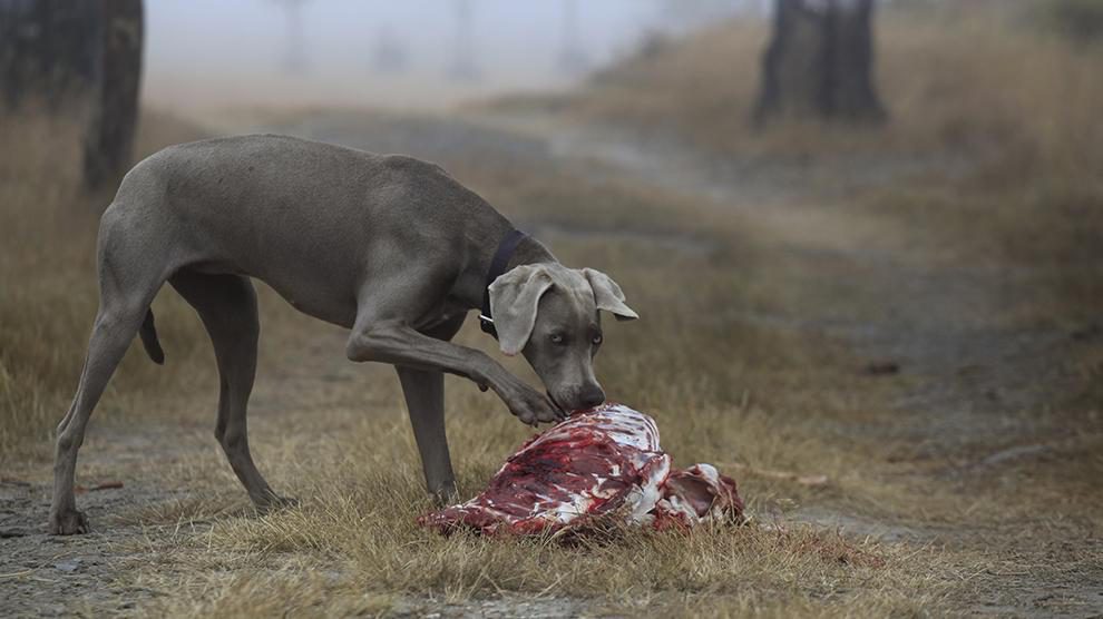 Can Dogs Eat Lamb?