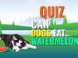 Can dogs eat watermelon?