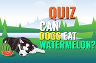 Can dogs eat watermelon?