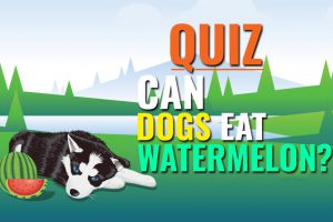 Can dogs eat watermelon?