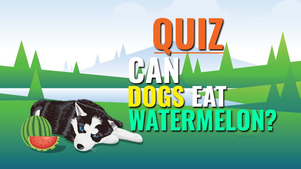 Can dogs eat watermelon?
