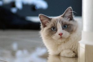 Cats With Blue Eyes