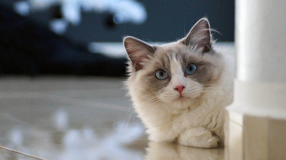 Cats With Blue Eyes