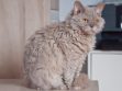 Cats With Curly Hair