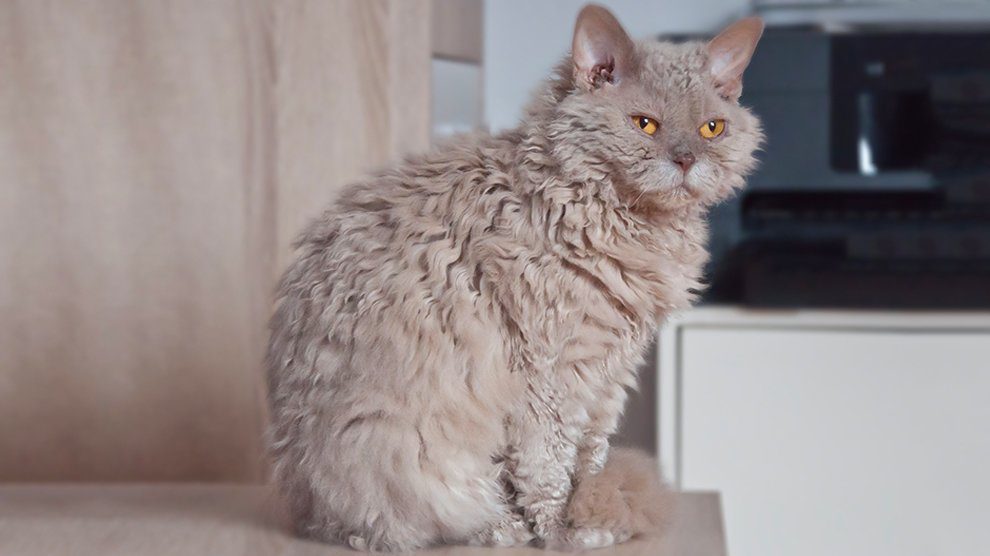Cats With Curly Hair