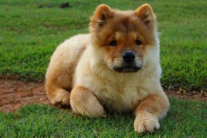 Chow Chow Dog