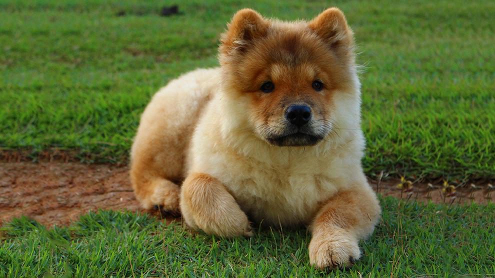 Chow Chow Dog