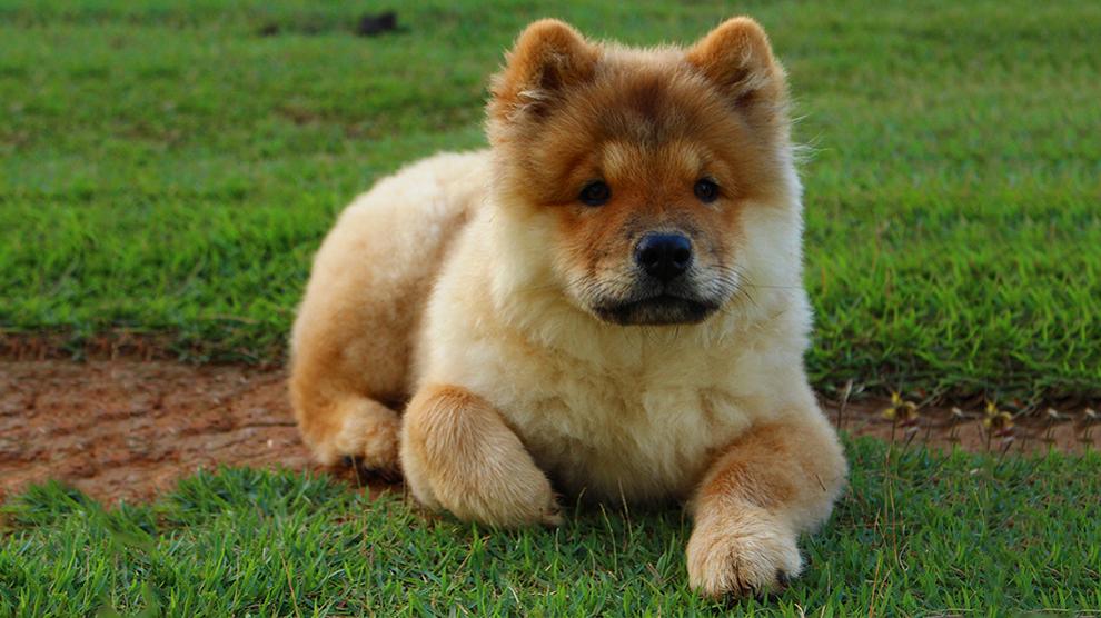 smooth coat chow chow breeders