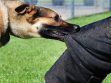 Dog Bite