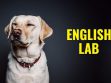 English Lab