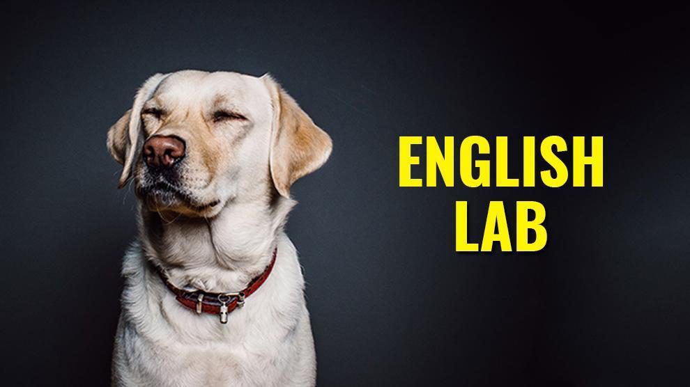 what is the difference between an english lab and an american lab