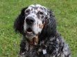 English Setter