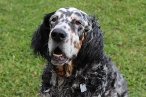 English Setter