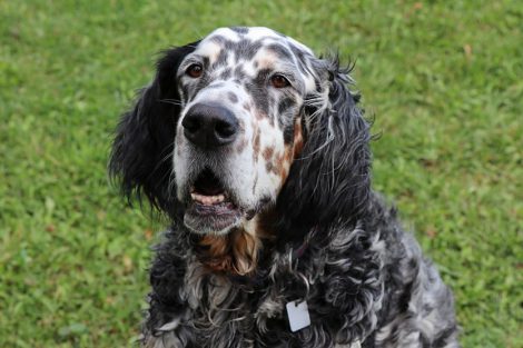English Setter