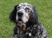 English Setter