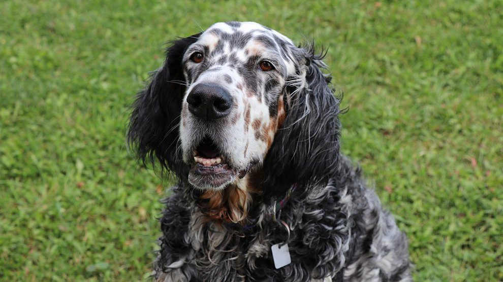 English Setter