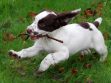 English Springer Spaniel