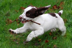 English Springer Spaniel