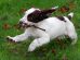 English Springer Spaniel