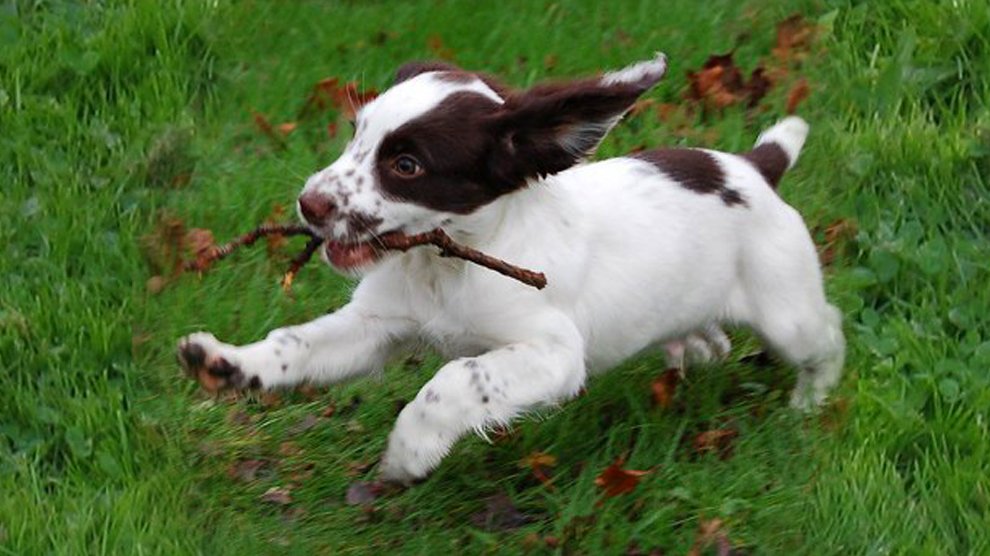 english springer spaniel puppy training