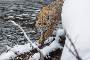 Exotic Cats