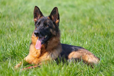 German Shepherd