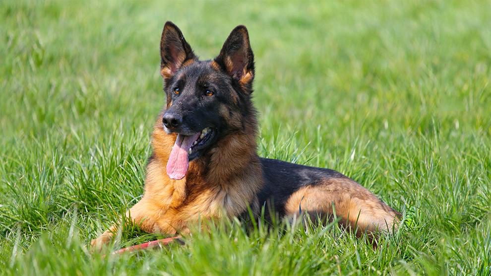 German Shepherd