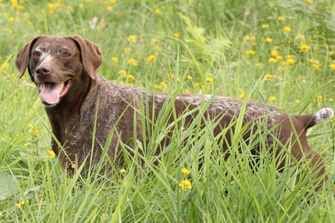 German Shorthaired Pointers