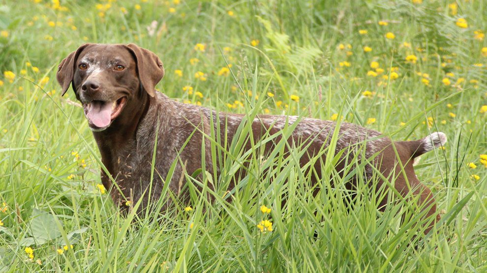 German Shorthaired Pointers