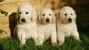 Golden Retriever Puppies