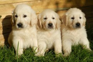 Golden Retriever Puppies