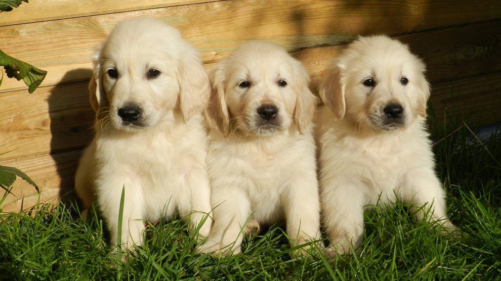 white golden retriever puppies