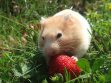 Hamsters