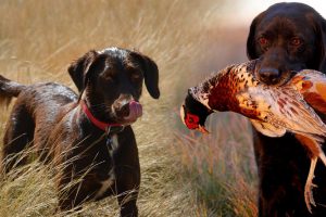 Hunter Dogs