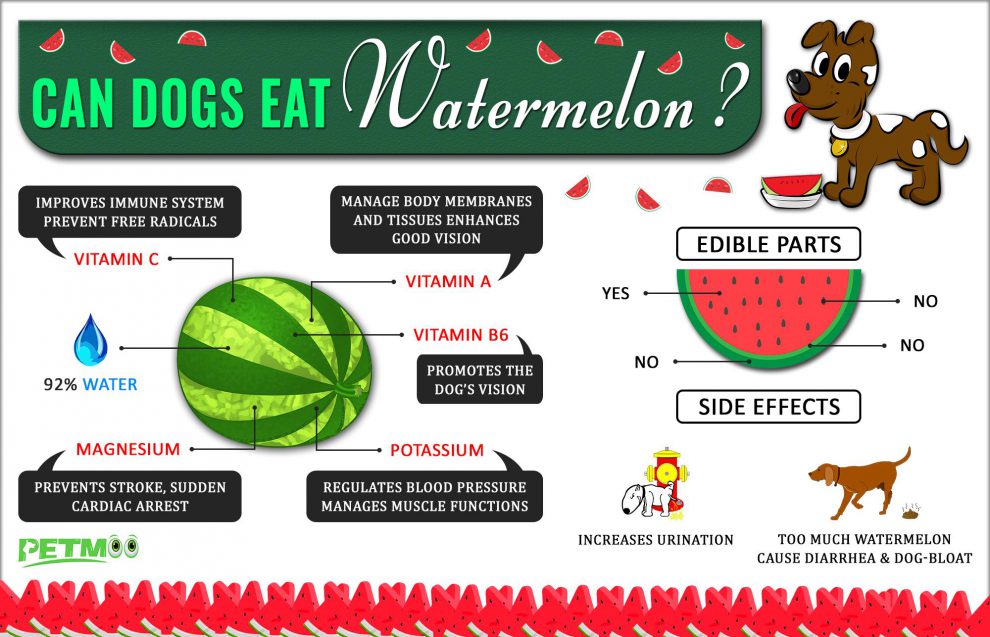 Can Dogs Eat Watermelon? Benefits & Side Effects Petmoo