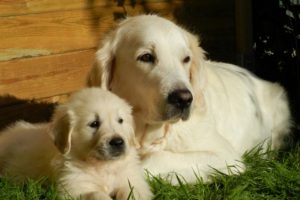 Labrador Retriever