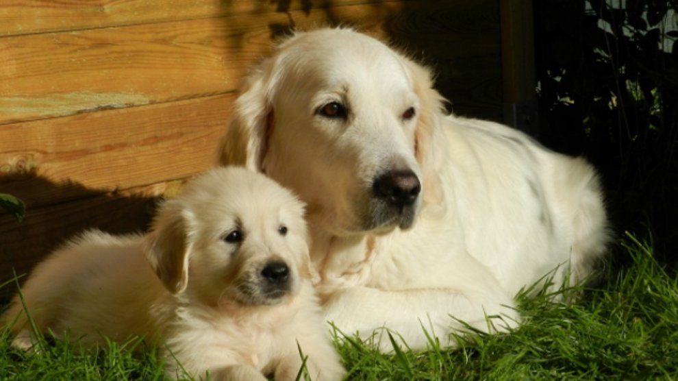 Labrador Retriever