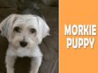 Morkie Puppy