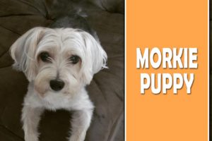 Morkie Puppy