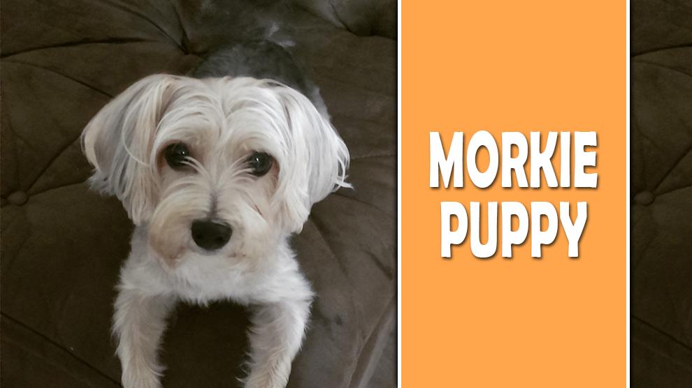 Morkie Puppy