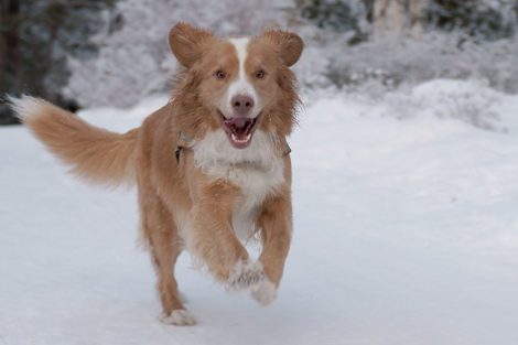 Nova Scotia Duck Tolling Retriever