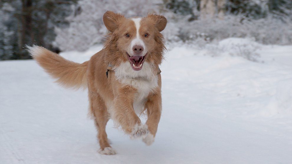 Nova Scotia Duck Tolling Retriever