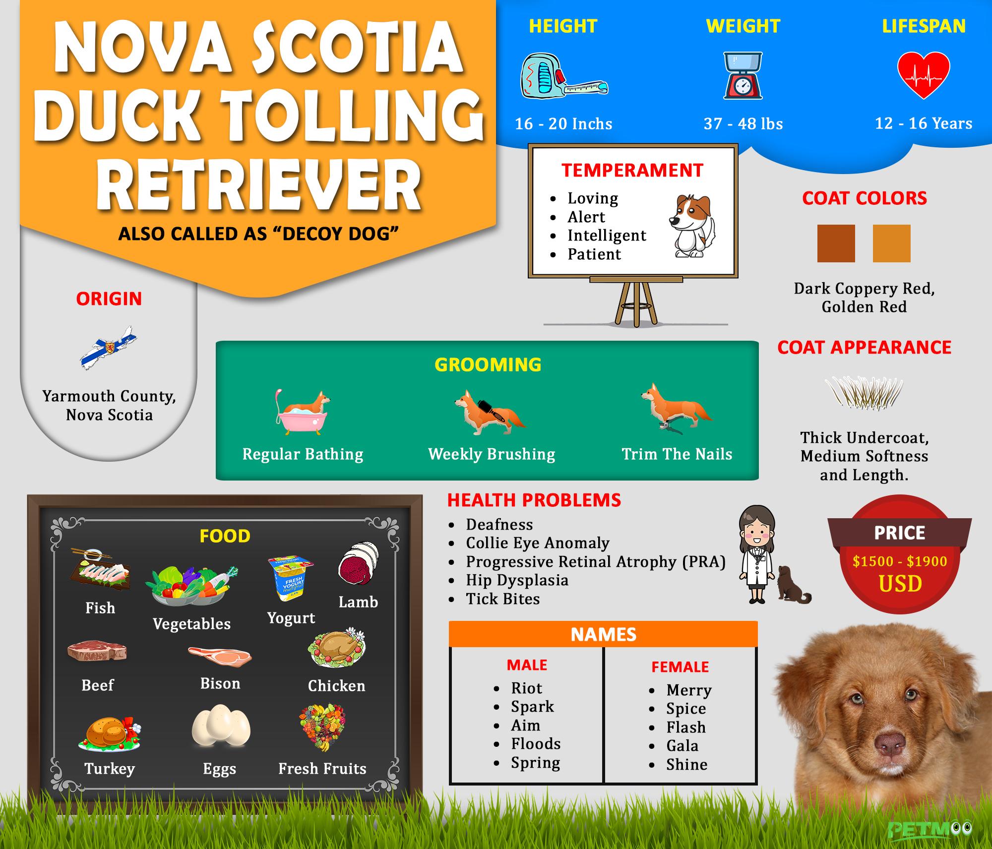 Nova Scotia Duck Tolling Retriever Infographic