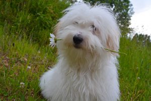 Old English Sheepdog