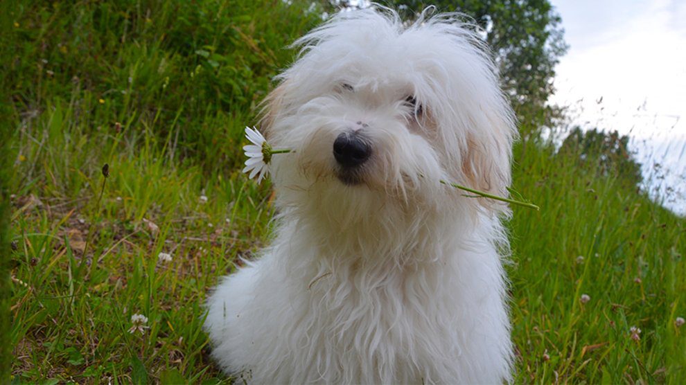 old english sheepdog cross golden retriever