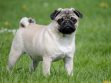 Pug